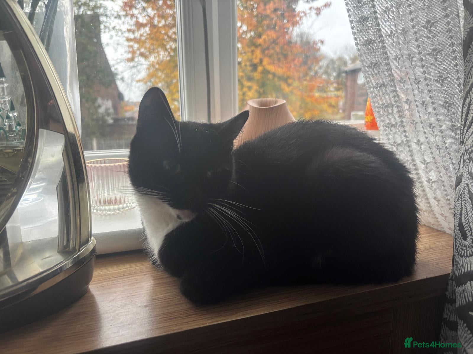 Mixed Breed cats Beautiful mother and daughter tux to go together.. - Advert 6