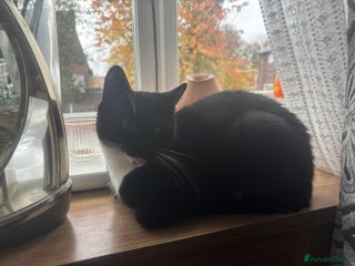 Mixed Breed cats - Advert 16