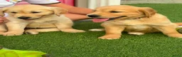 Golden Retriever dogs for sale: Kc registered golden retriever puppies !!! - Advert 5