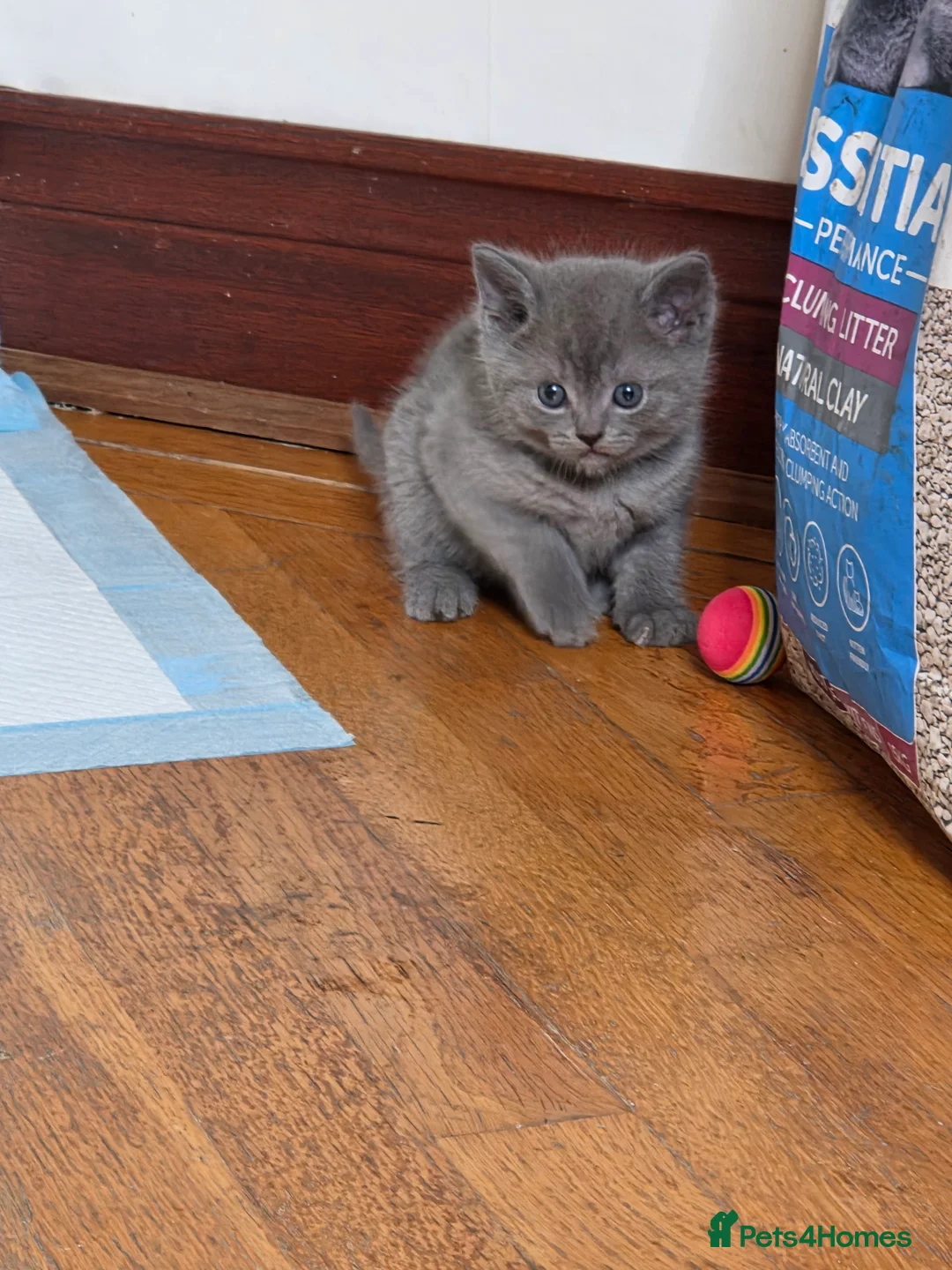British Shorthair cats for sale: 🔥 Stunning British Shorthair Kittens to Reserve - Advert 11