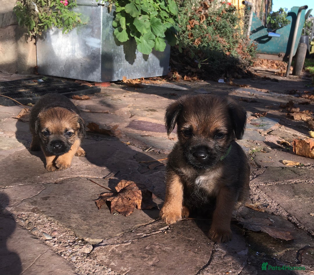 Border Terrier dogs for sale: Adorable Border terrier puppies  - Advert 11