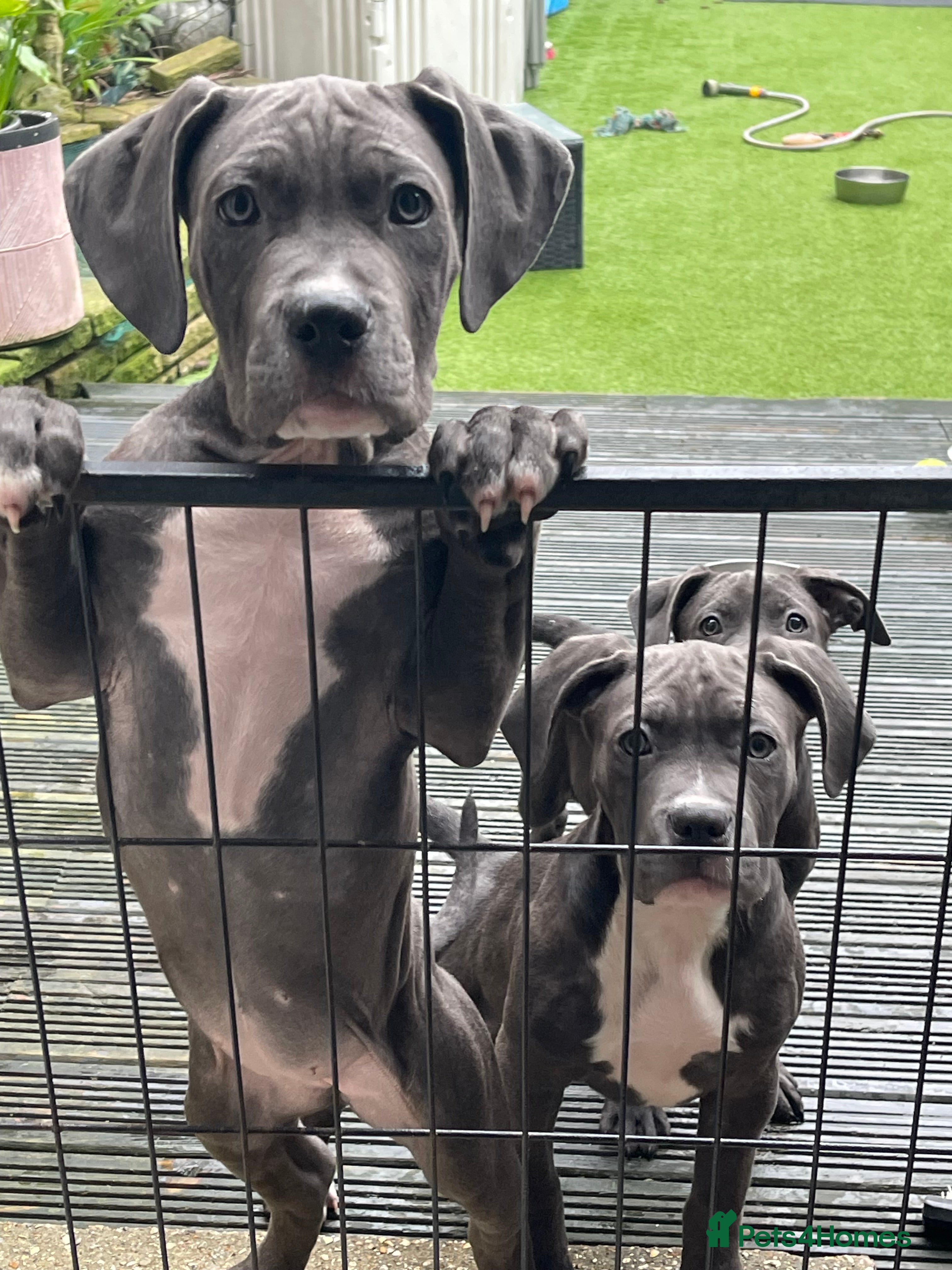 Mixed Breed dogs Cane Corso mastiff puppy’s  - Advert 1