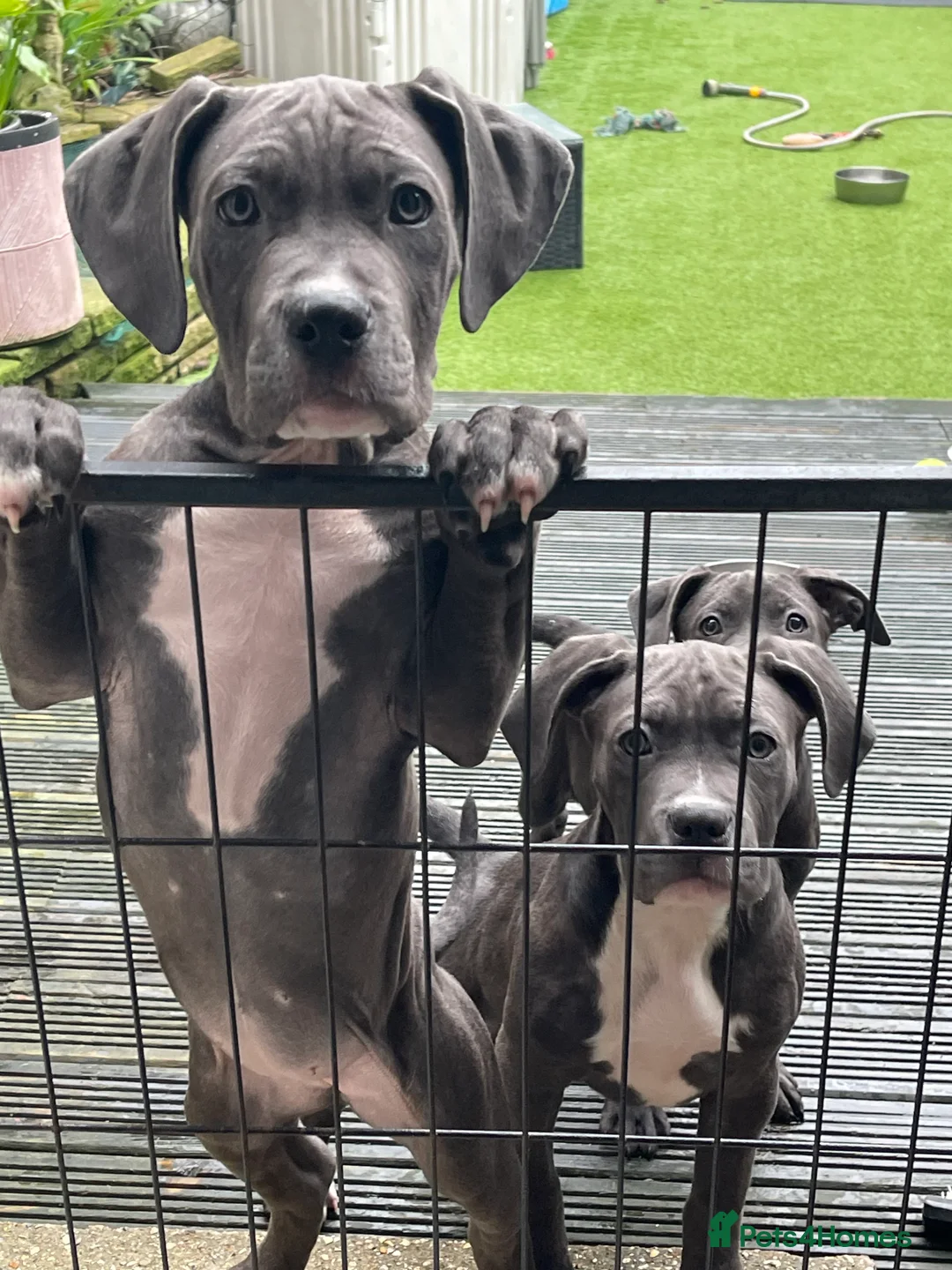 Mixed Breed dogs for sale: Cane Corso mastiff puppy’s  - Advert 1