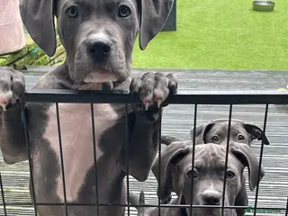 Mixed Breed dogs Cane Corso mastiff puppy’s - Advert 1