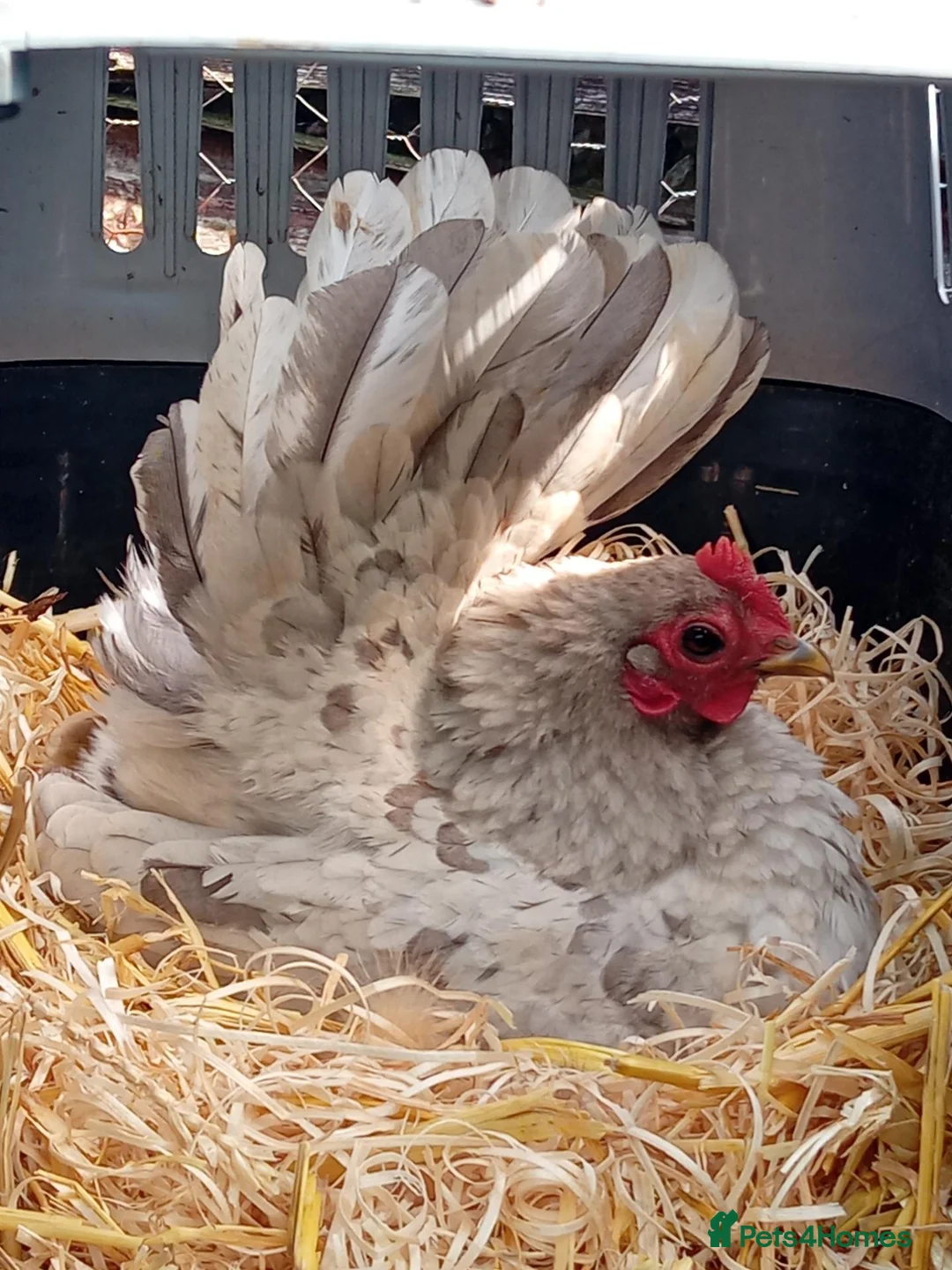 Chickens poultry for sale: Seramas Available Cockerels and Pullets in Burntwood - Advert 7