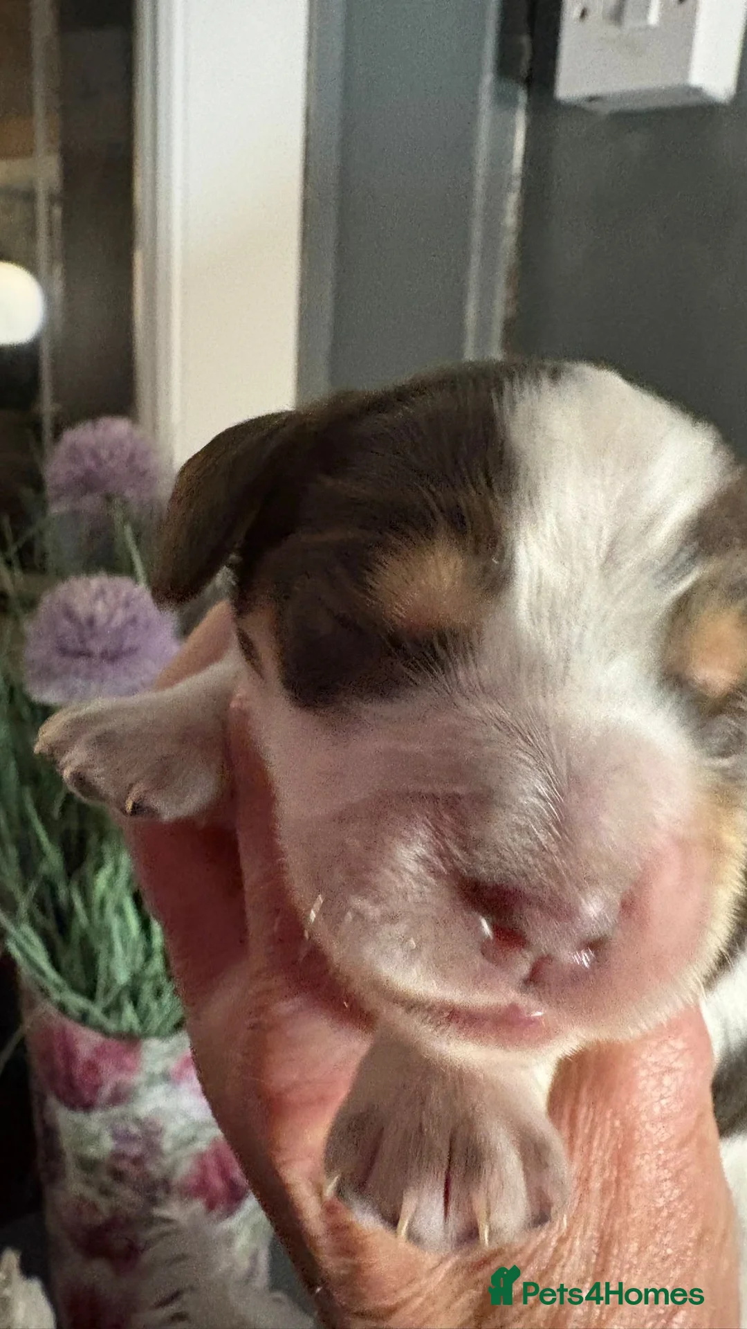 Cocker Spaniel dogs for sale: Show cocker spaniel pups - Advert 15