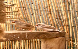 Finches birds for sale: Zebra Finches - Image 4