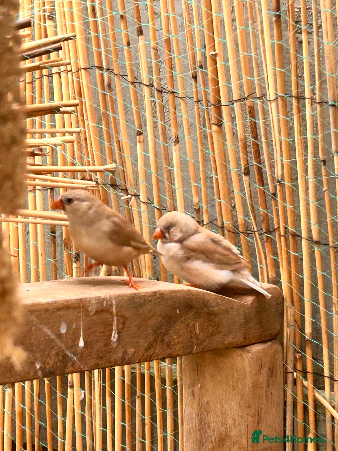 Finches birds for sale: Zebra Finches - Image 4