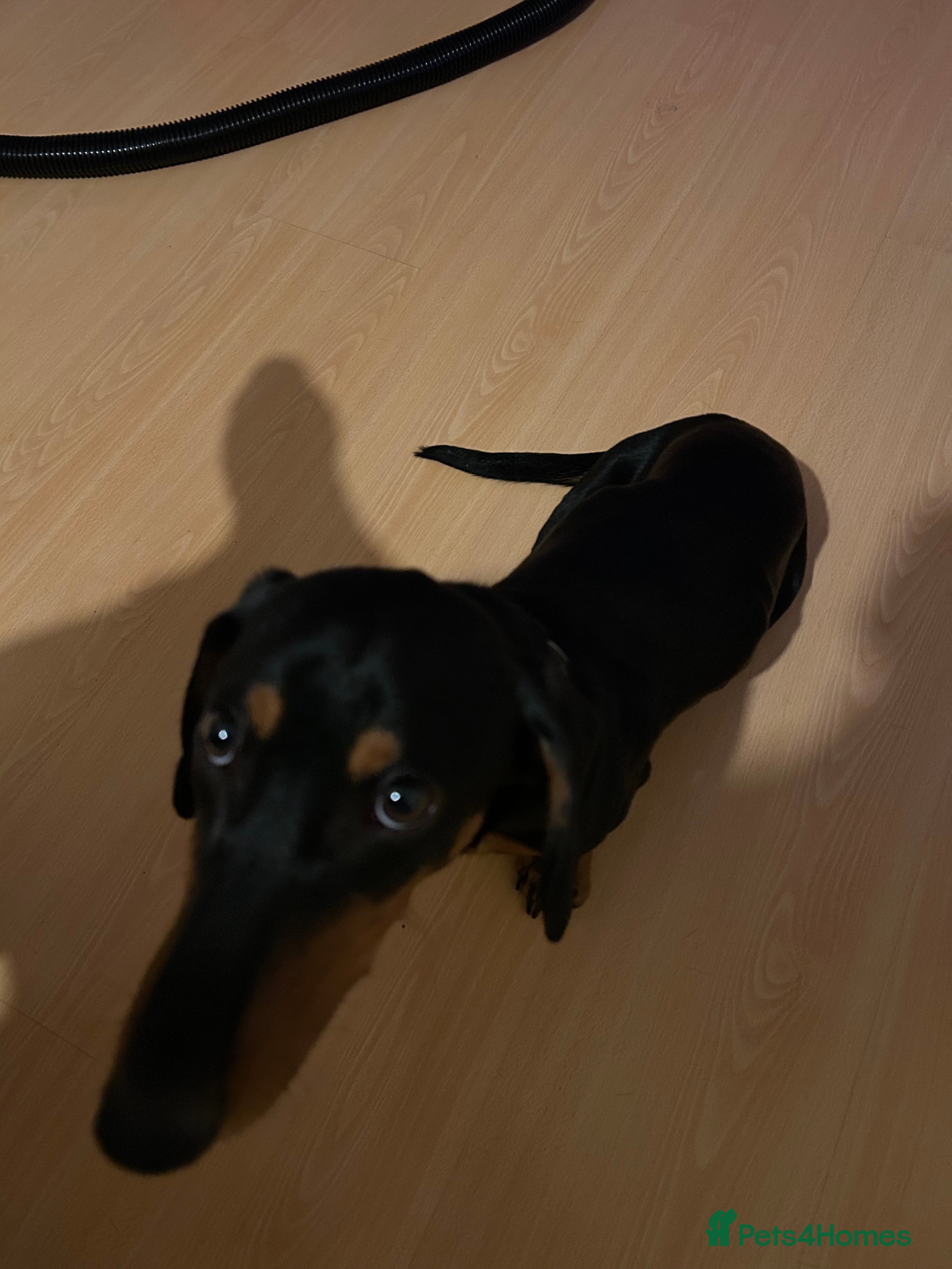 Dachshund dogs Peanut - Advert 3