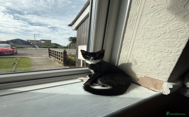 Domestic Shorthair cats - Advert 1