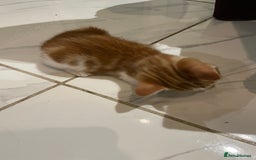Mixed Breed cats for sale: 2 beautiful ginger boys  - Image 11