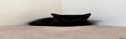 Mixed Breed cats for sale: Beautiful shiny black kittens and one tabby female - Advert 11