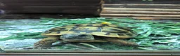 Hermann Tortoise reptiles for sale: Pair of Hermann's Tortoises with Complete Setup - Advert 14