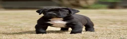 Presa Canario dogs for sale: BLACK PRESA PUPS - Advert 5