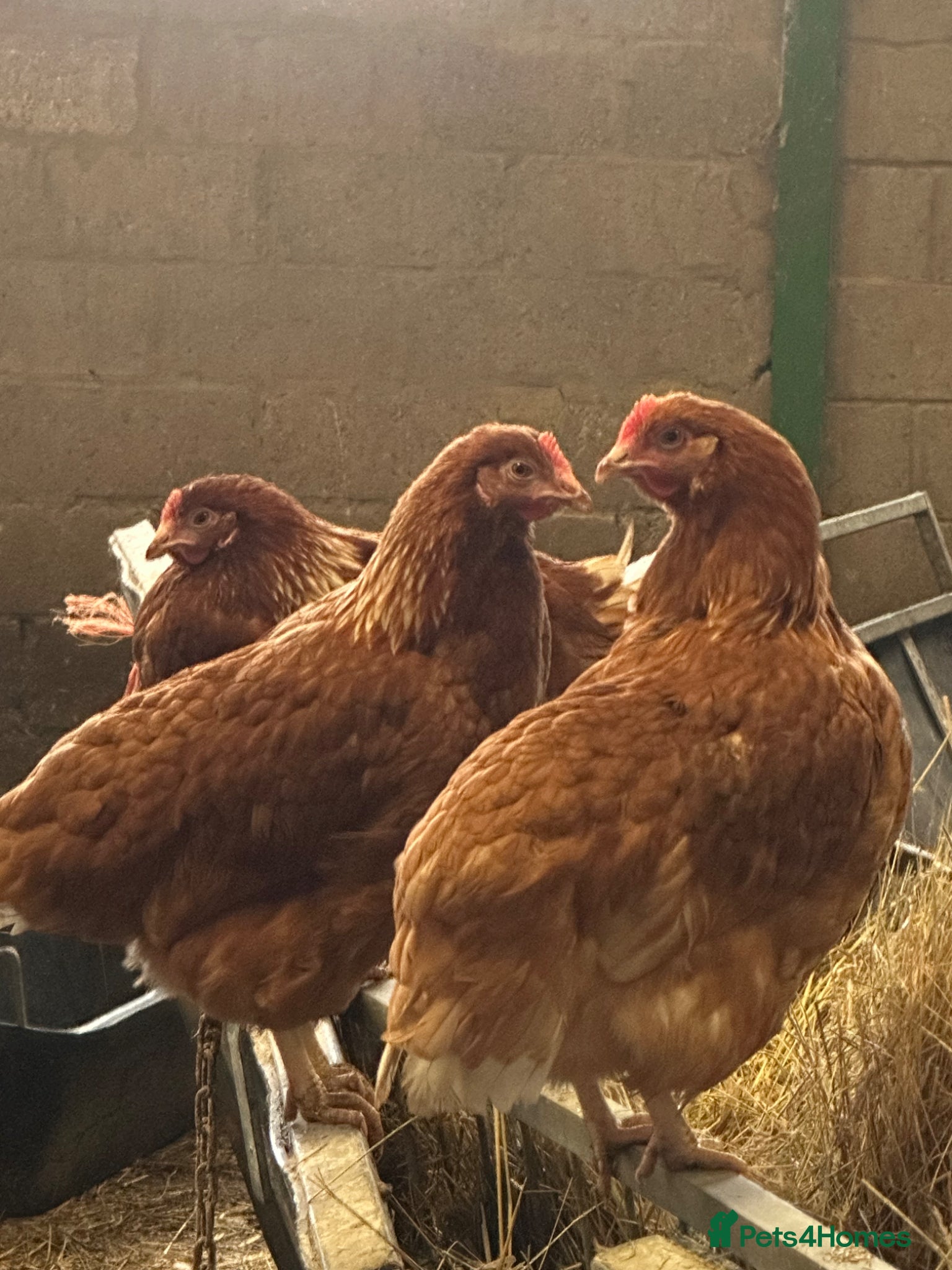 Chickens poultry for sale: Point of Lay Warren Chickens - Advert 2