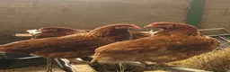 Chickens poultry for sale: Point of Lay Warren Chickens - Advert 1