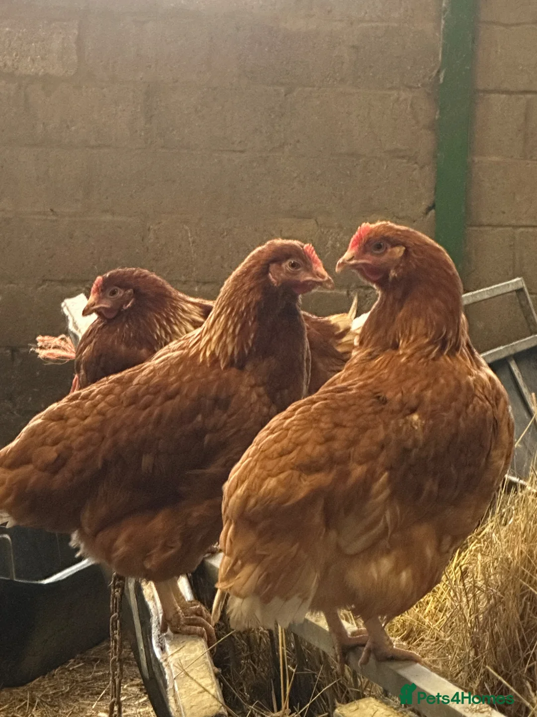 Chickens poultry for sale: Point of Lay Warren Chickens - Advert 1