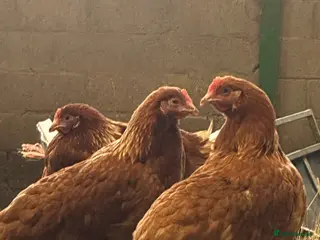 Chickens poultry for sale: Point of Lay Warren Chickens - Advert 2