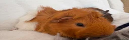 Guinea Pig rodents for sale: Guinea pigs  - Advert 5