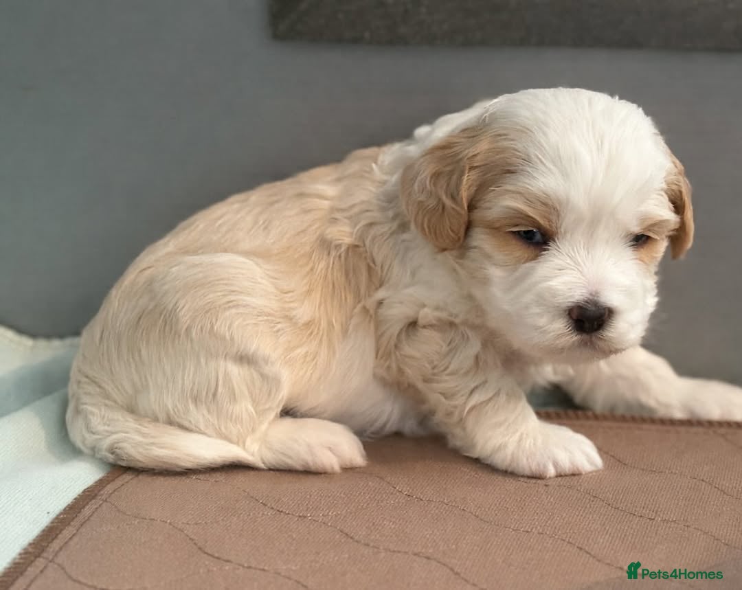 Labradoodle dogs Home Raised Labradoodle Pups🐾 - Advert 10