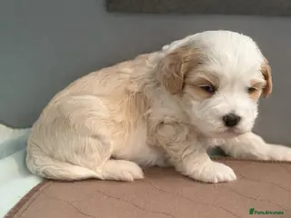 Labradoodle dogs Home Raised Labradoodle Pups🐾 - Advert 10