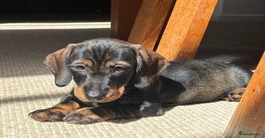 Dachshund dogs in Tiverton - Advert 7