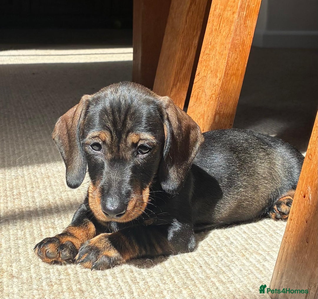 Dachshund dogs for sale: KC standard wire haired dachshund puppies (teckel) in Tiverton - Image 3