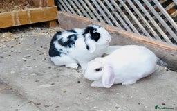 Mini Lop rabbits for sale: Mini lops looking for new homes  - Image 2