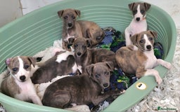 Whippet dogs for sale: Beautiful Pedigree Whippet Puppies. - Image 1
