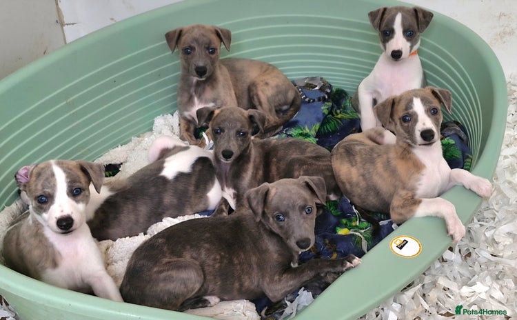 Whippet dogs - Advert 2