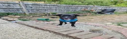 Mixed Breed dogs for adoption: Green for adoption in Hastings - Advert 10