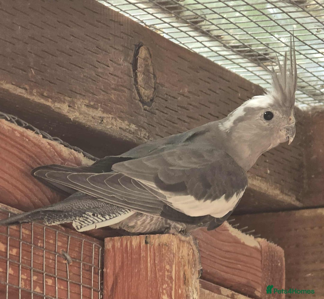 Cockatiels birds for sale: Young Whiteface Cockatiels for Sale in Southport - Advert 10
