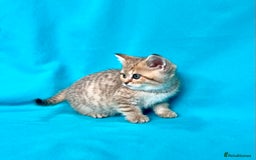 British Shorthair cats for sale: 🐾Purebred BSH kittens🐾 - Image 20