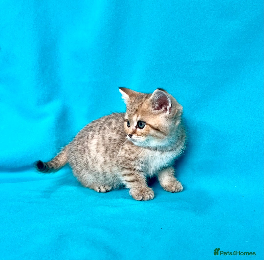 British Shorthair cats for sale: 🐾Purebred BSH kittens🐾 - Image 20