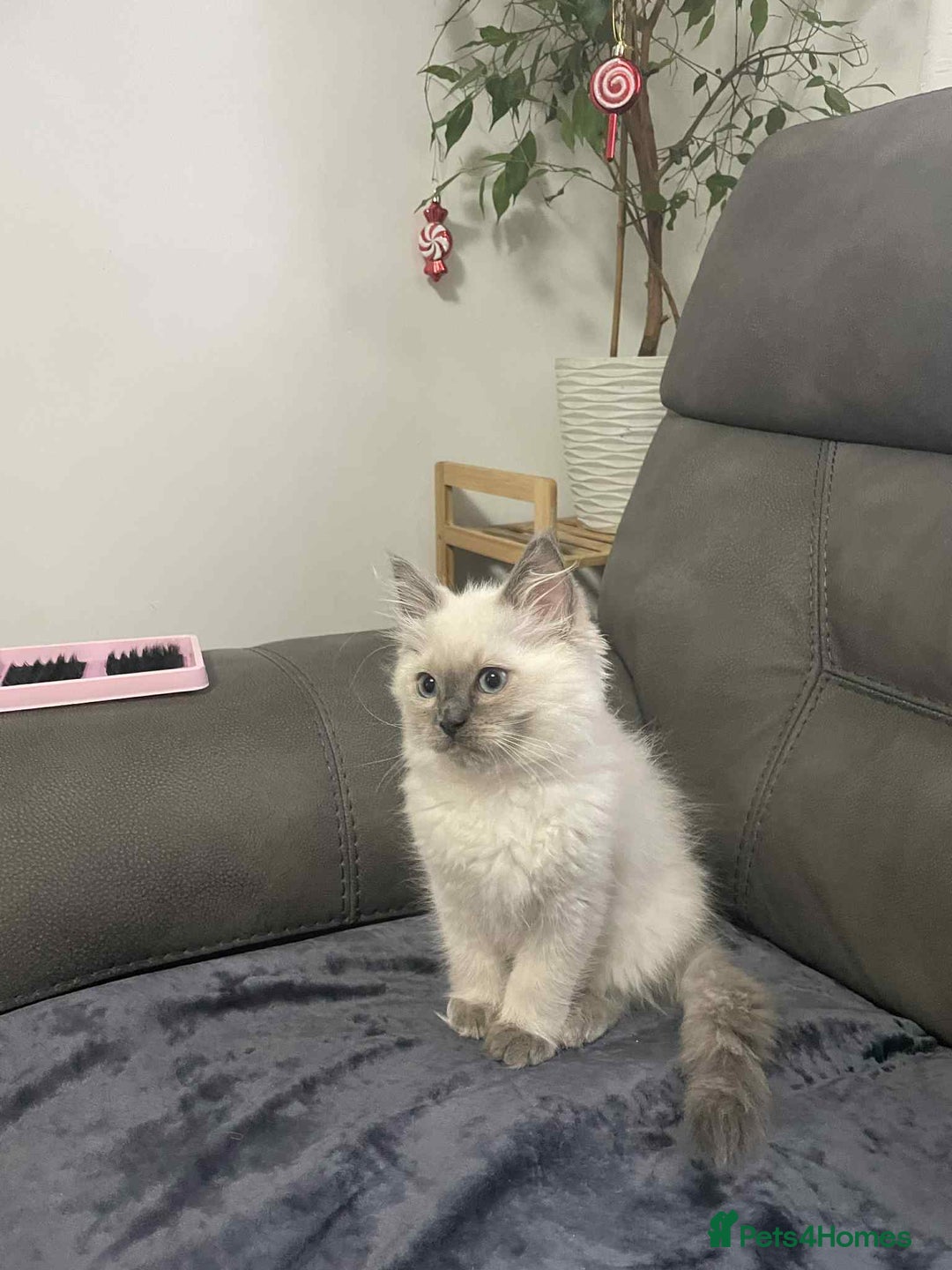 Ragdoll cats for sale: Female ragdoll kitten - Advert 1