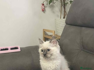 Ragdoll cats Female ragdoll kitten - Advert 14