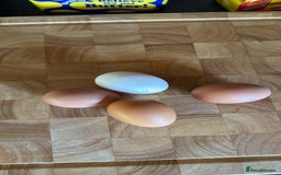 Chickens poultry for sale: 5 Laying Hens Free - Image 8