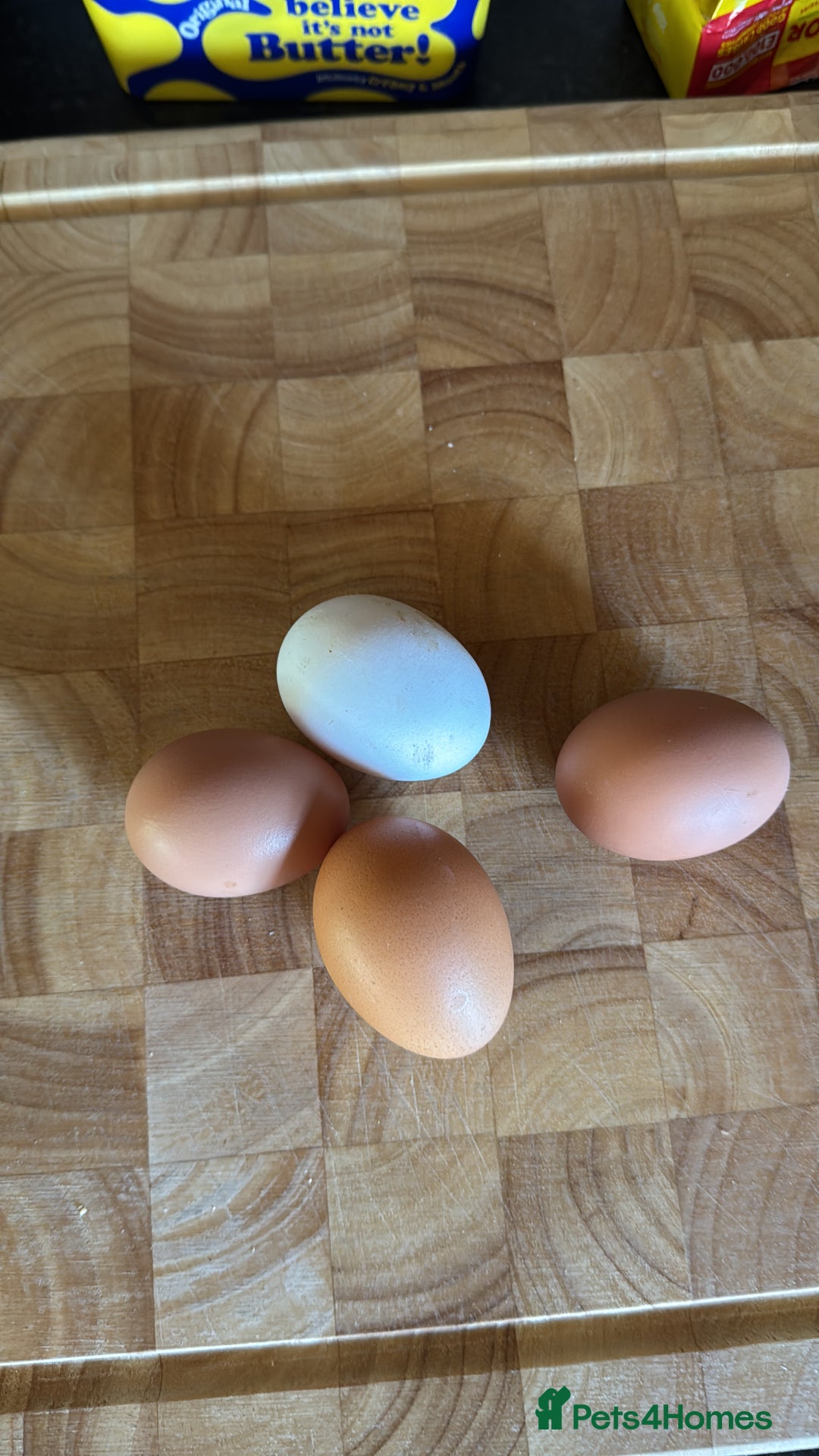 Chickens poultry for sale: 5 Laying Hens Free - Image 8