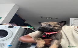 Mixed Breed dogs for sale: German Shepherd x Belgian Malinois - Image 11