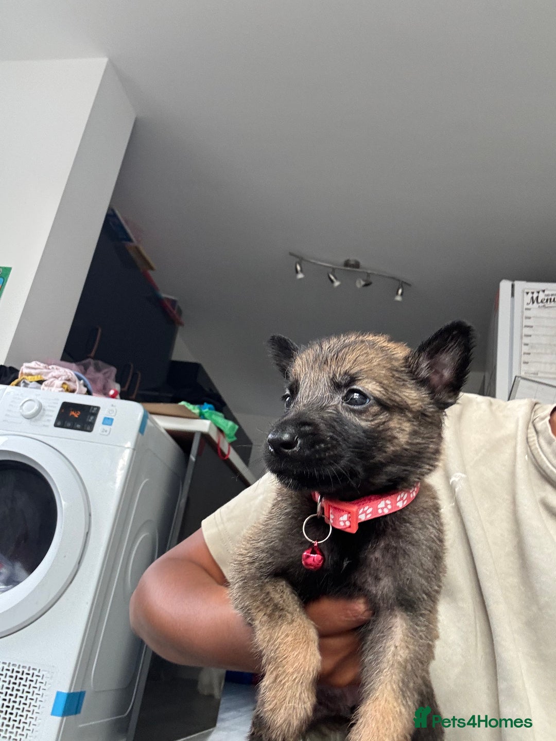 Mixed Breed dogs for sale: German Shepherd x Belgian Malinois - Image 11