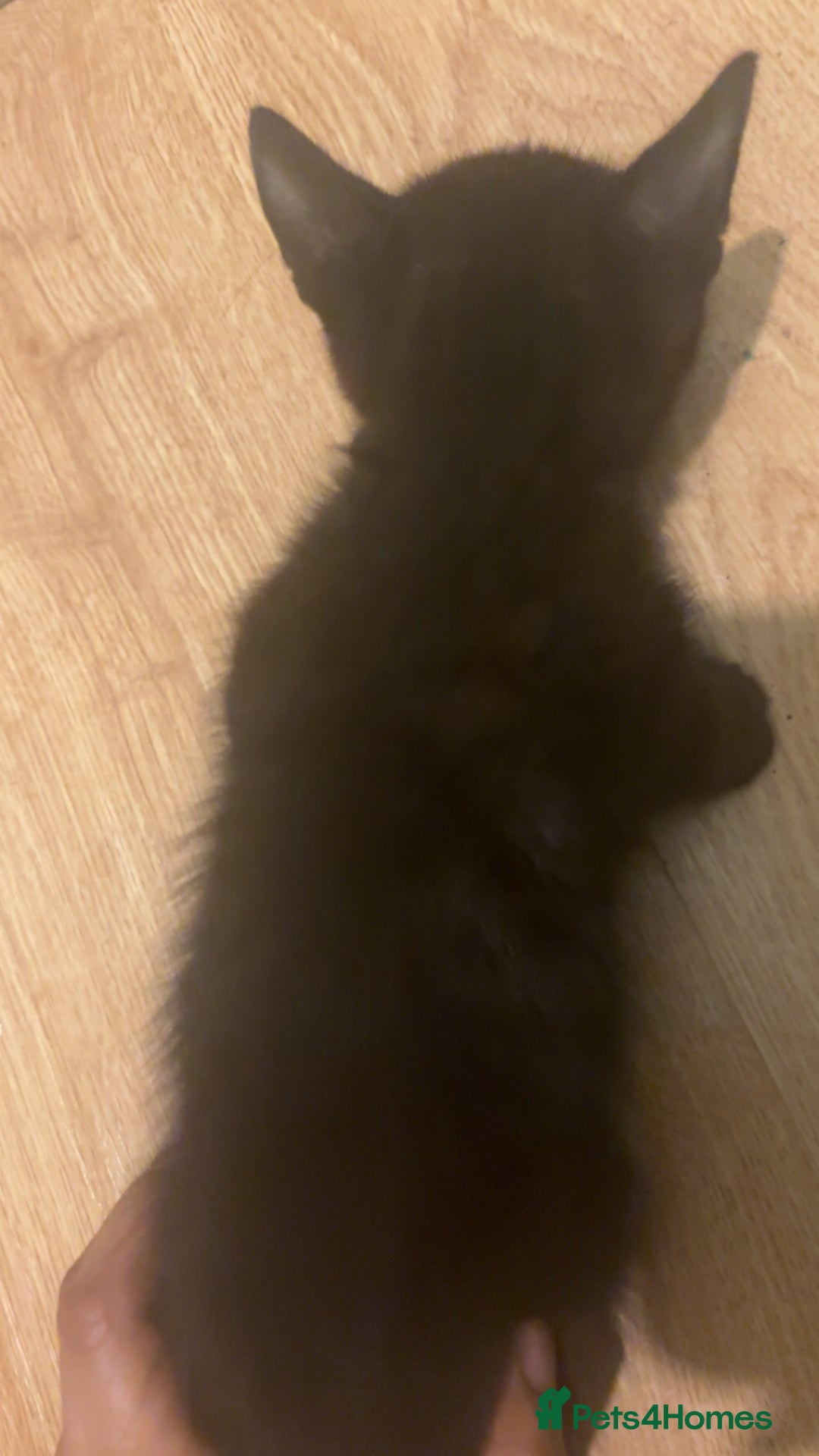 American Shorthair cats for sale: 8 weeks old black and white kitten - Image 7