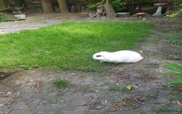 Mini Lop rabbits for sale: Po the rabbit - Image 2