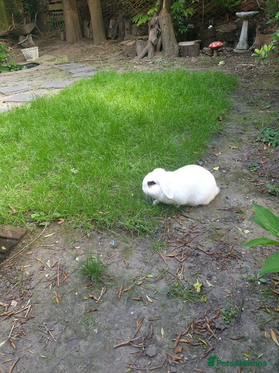 Mini Lop rabbits for sale: Po the rabbit - Image 2