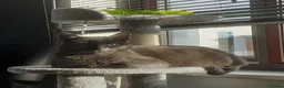 Russian Blue cats for sale: Dusty in Poole - Advert 1