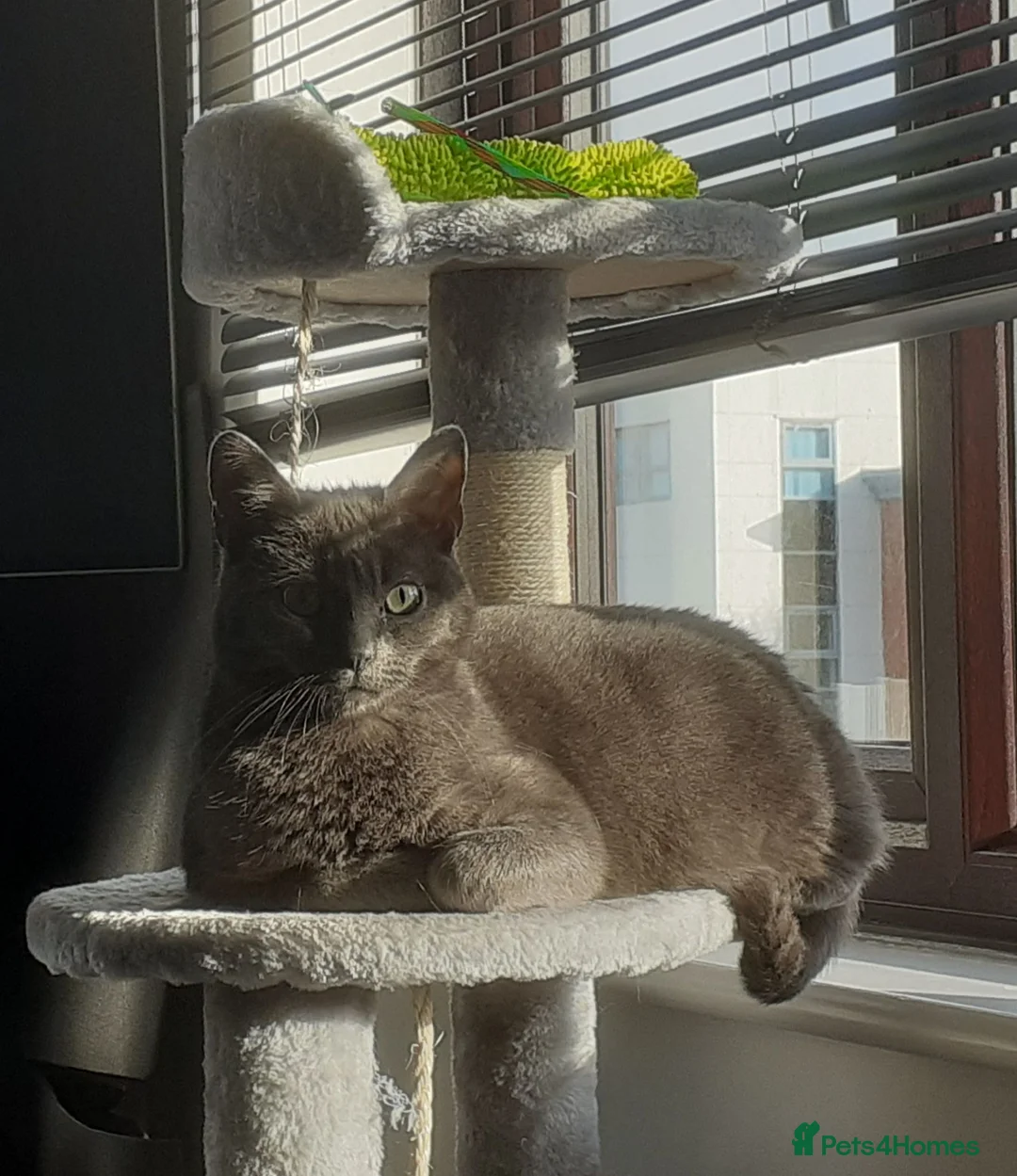 Russian Blue cats for sale: Dusty in Poole - Advert 1