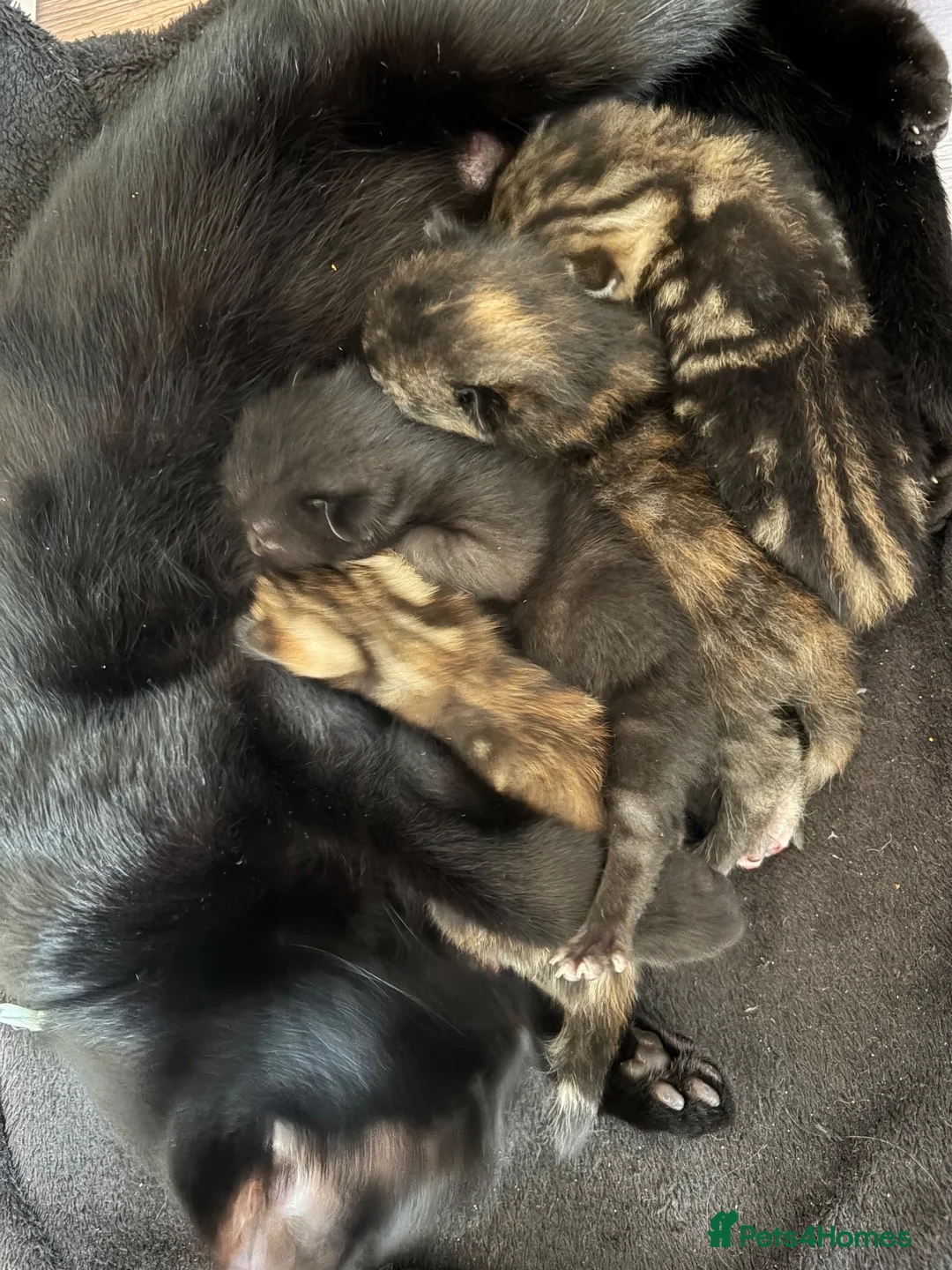 Domestic Shorthair cats for sale: Kittens - Advert 4