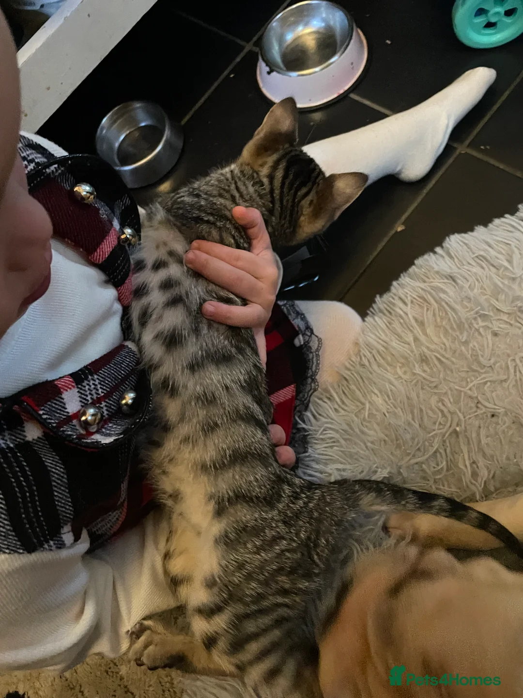 Bengal cats for sale: ❤️INTRODUCING 4 BEAUTIFUL FELINES KITTENS ❤️ - Advert 13