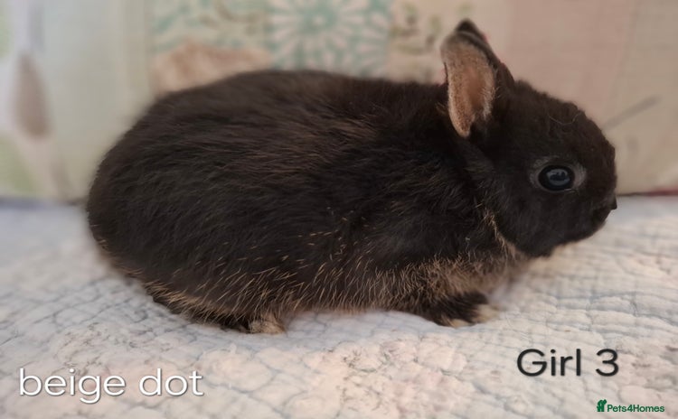 Netherland Dwarf rabbits - Advert 4