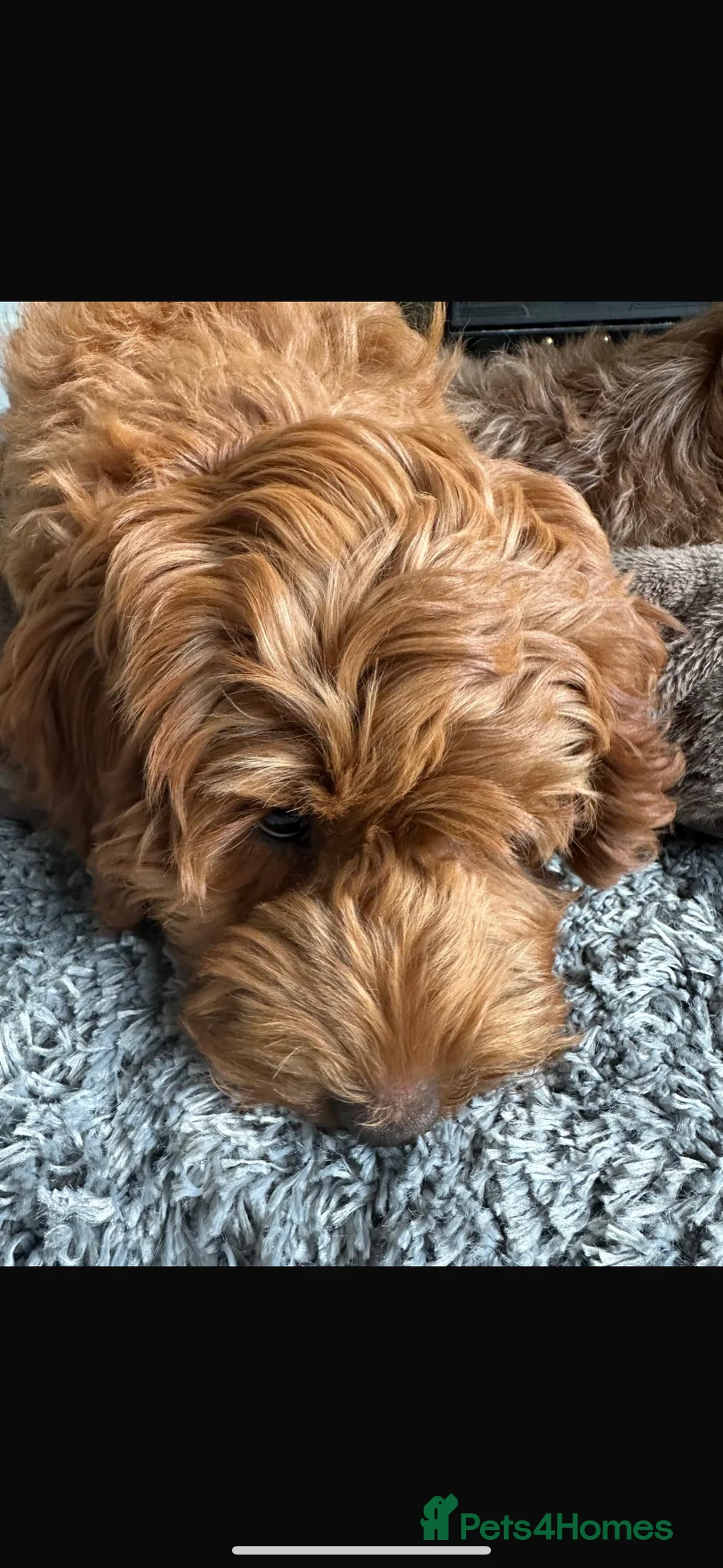 Cockapoo dogs for sale: Female Cockapoo - Advert 3