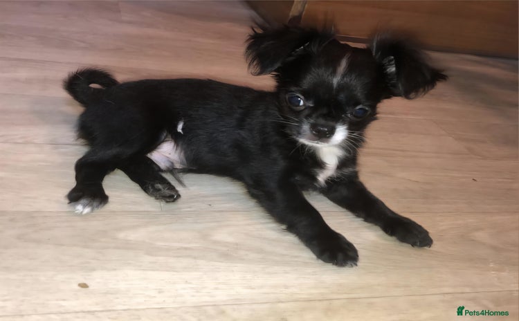 Chihuahua dogs - Advert 11